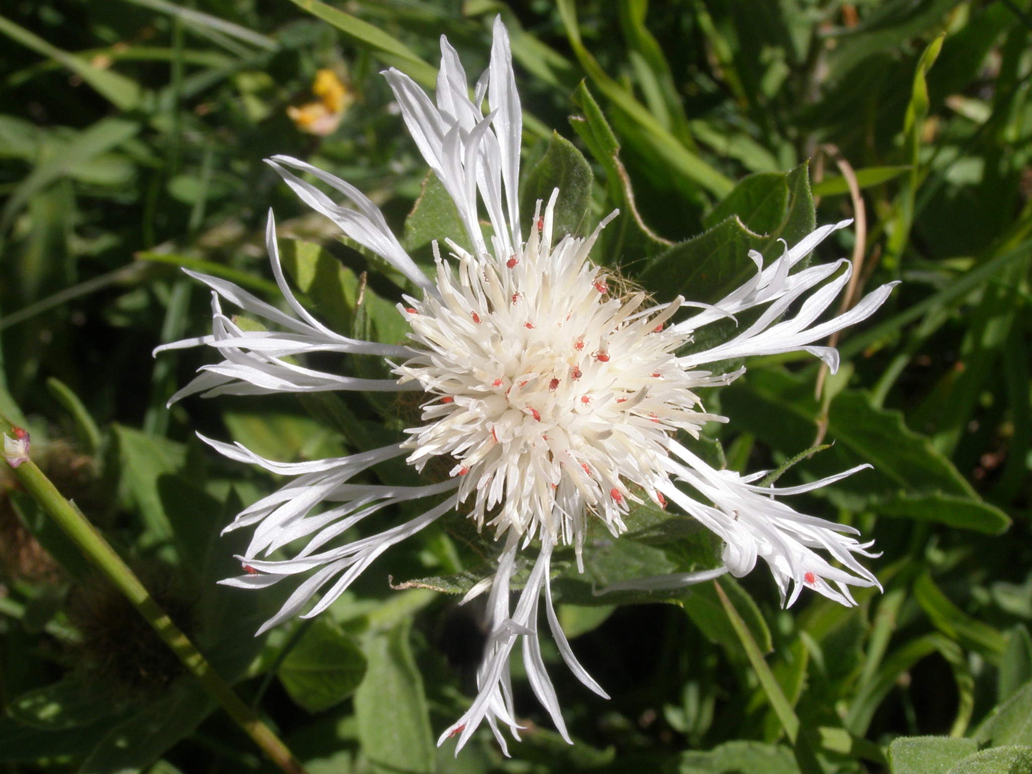 Centaurea nervosa, apocromia